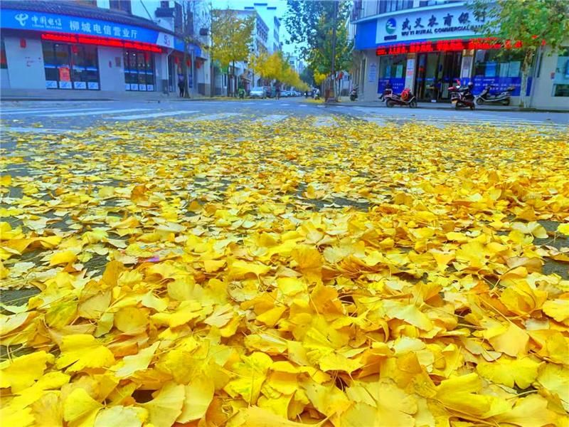 柳城街区|金灿灿!柳城街区百里银杏成网红打卡地