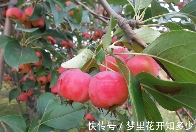 观赏价值|八棱海棠是美化风景的首选观赏树,有极高的观赏价值