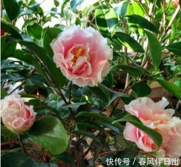 养花就养4种花，家里养一盆，浇水就疯长，开花爆盆很容易