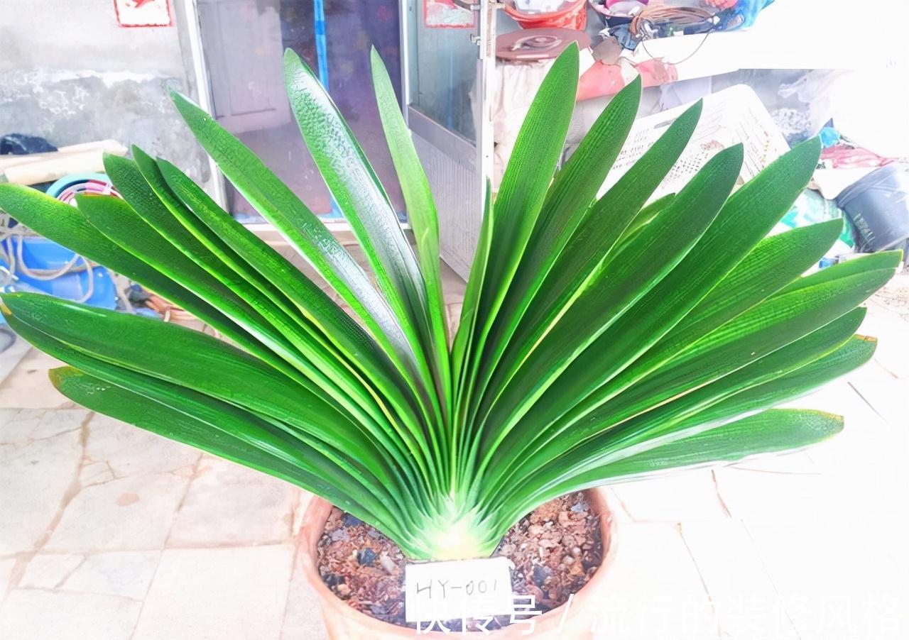 10月养君子兰,别忘记做“这些事”,要不今年“难”开花,莫忽视