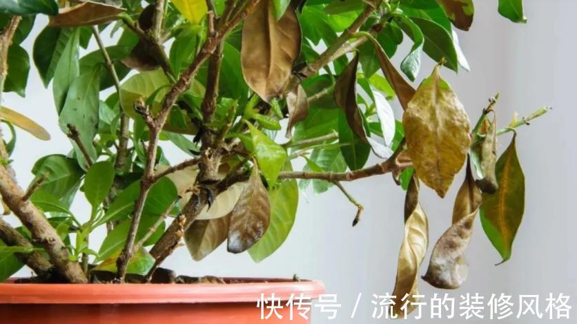花友|家庭养花,盆栽黄叶不用慌,学会这些,随便来一招就搞定