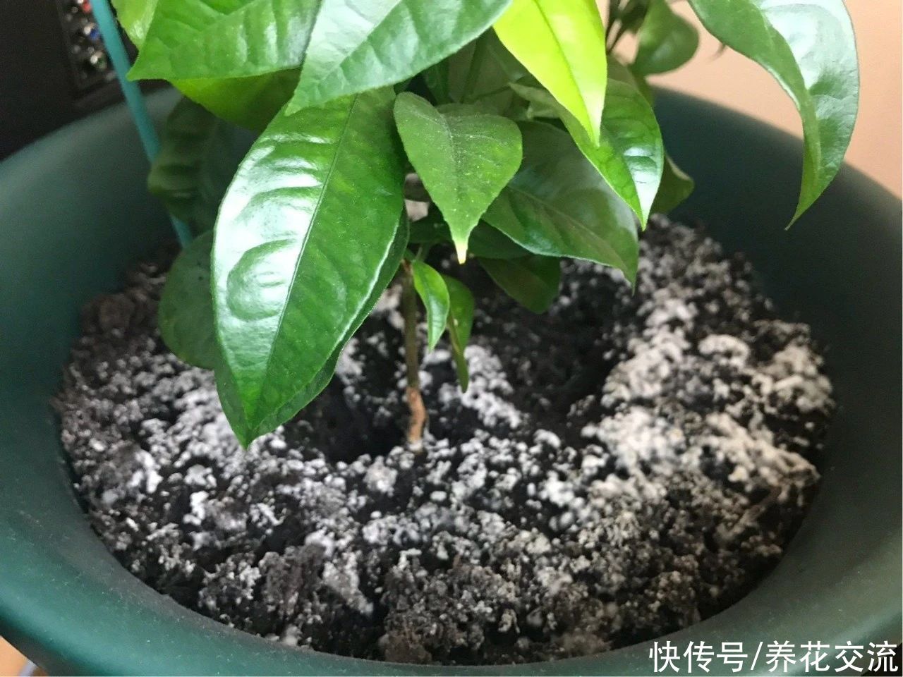  花盆|土壤结块，土面泛白，难怪植物会叶黄枯萎，教你一招轻松解决