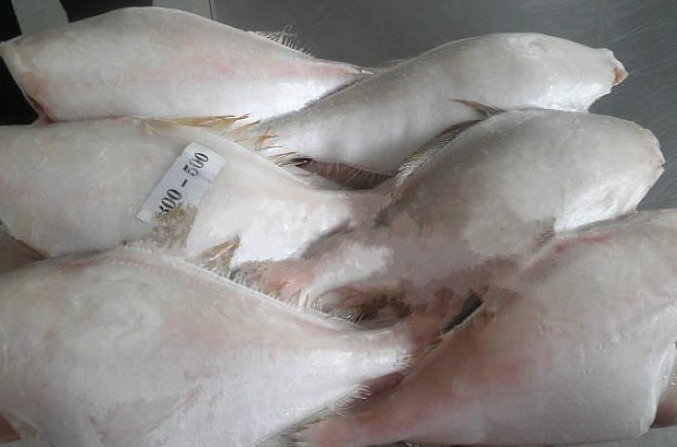 这种鱼“没脸没皮”，价格低廉，很多人看不上，懂行的人经常买