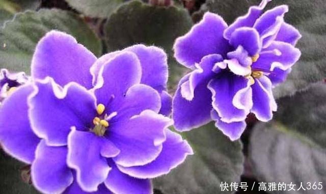 50种植物花语,不要再傻傻送错花了