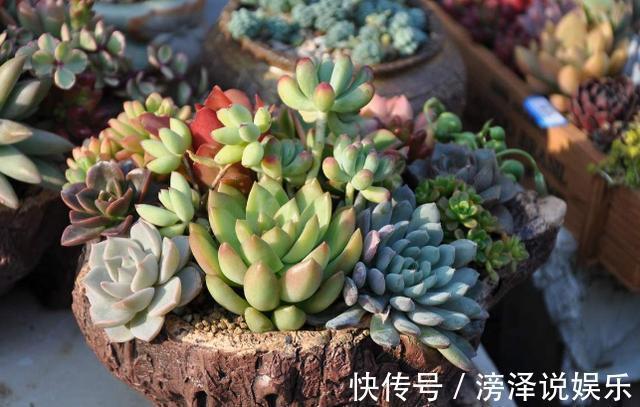 多肉|养多肉、蟹爪兰、君子兰,用它就能根固叶茂,远离烂根困扰