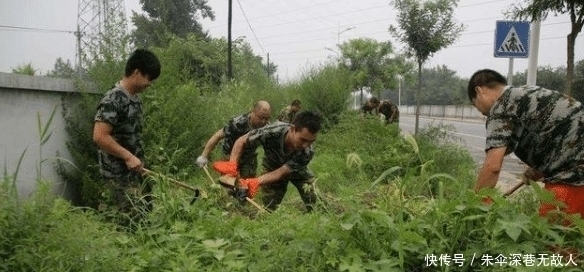 农村一种野草俗称“拉拉秧”，人见人烦，殊不知它的药用价值很高