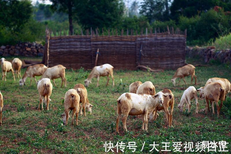 生肖|生肖羊8月一到好运来，财富运势大大提升，赚得盆满钵满