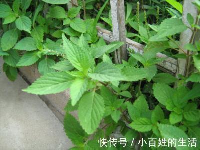 野草|农村一种芳香野草,是民间治病良药,治疗口臭有奇效