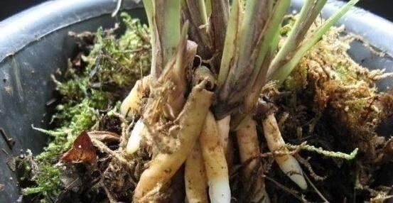 操作方法|花盆里埋点“它”,不烂根,不黄叶,杀菌消毒还透气,根壮花还旺