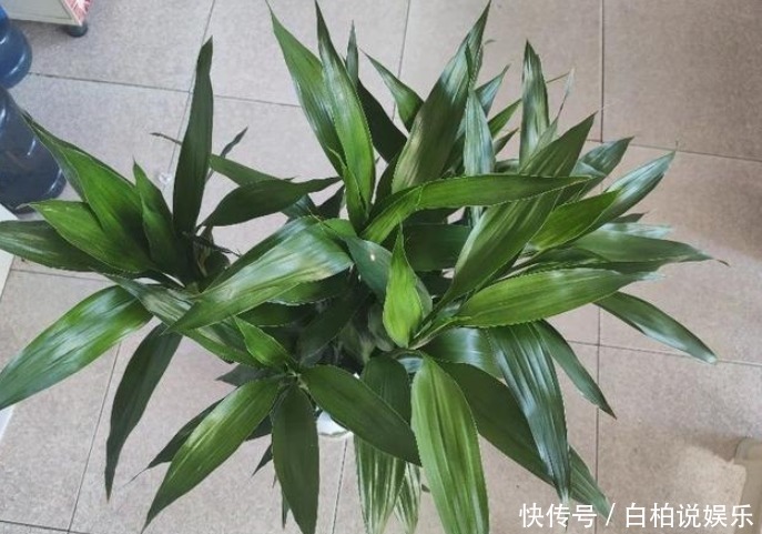 富贵竹水培不生根,找个“塑料袋”帮帮忙,3天冒白根,四季油亮
