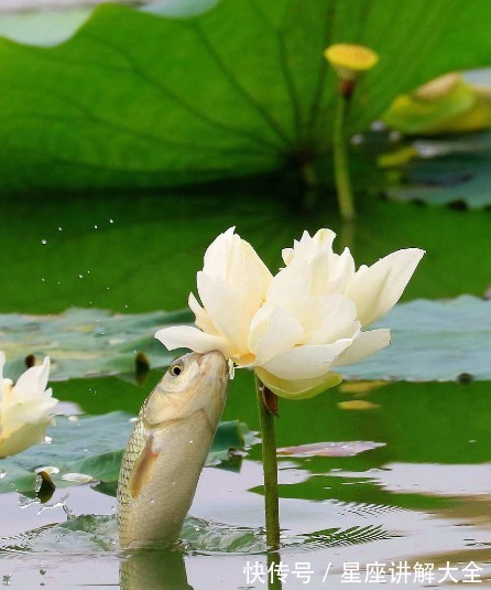 凶星|8月中旬，吉星照耀，4属相桃花朵朵，喜事不断，生活锦上添花