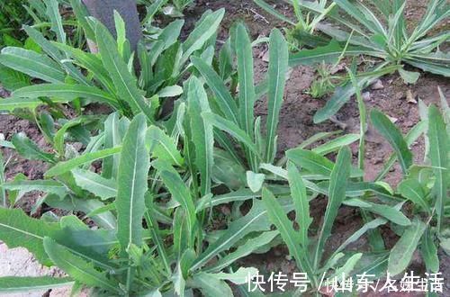 吃肉|一种野菜，季节性很强，再不吃就老了，宁愿少吃肉也要来一盆