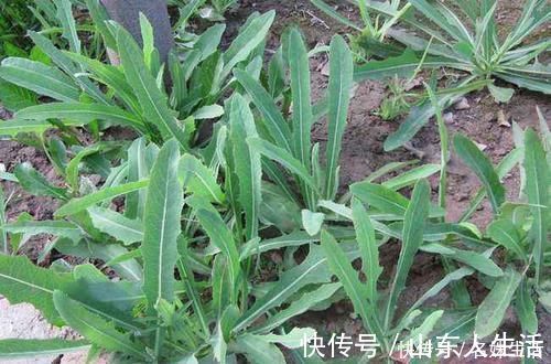 吃肉|一种野菜,季节性很强,再不吃就老了,宁愿少吃肉也要来一盆
