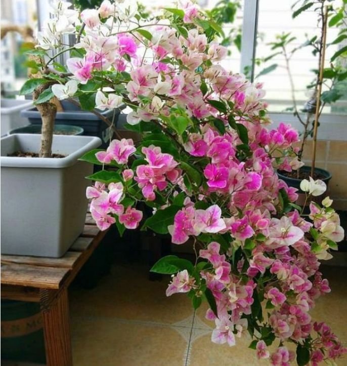 适合夏季养的花,好活易爆盆,花姿妖娆,花色迷人