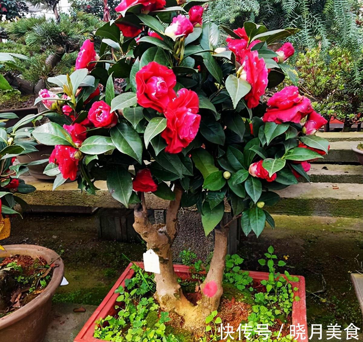 龟背竹|5种“大盆花”适合养客厅,旺家有格调,吉祥好养,易成“老桩”