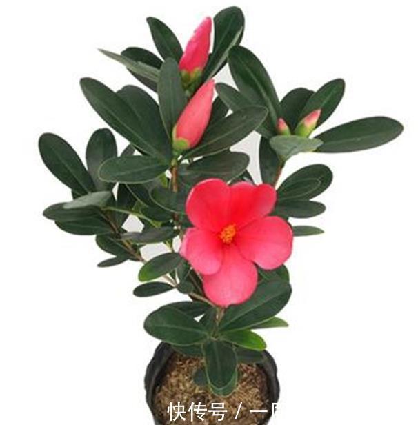 养花在于精而不在于多，六种花卉中的珍品，养一样也值得