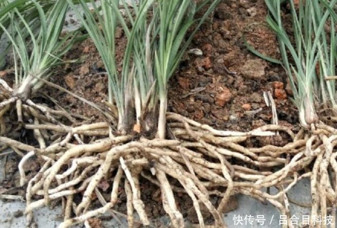 垃圾桶边的蜂窝煤渣，全被邻居偷偷捡回家，逼问才知有这奇用