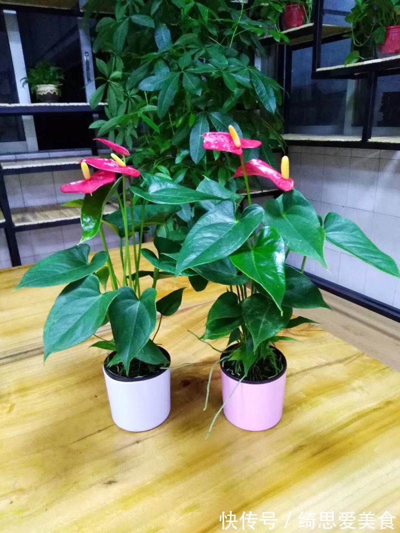 客厅想养“健康花”,建议从这12种里面选,不仅养人,还大气吉祥