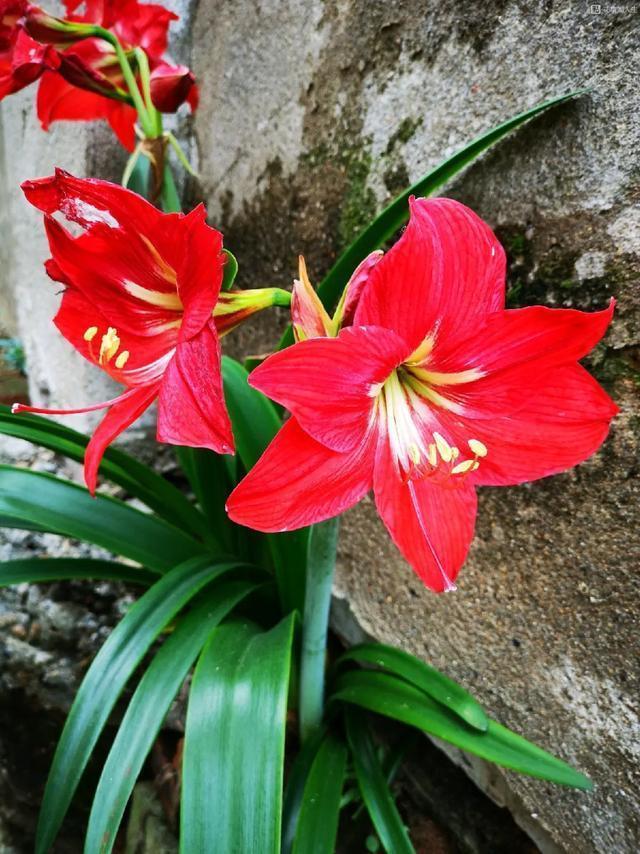 朱顶红|真正的花坚强,墙缝、地缝都能长,开花特别旺!