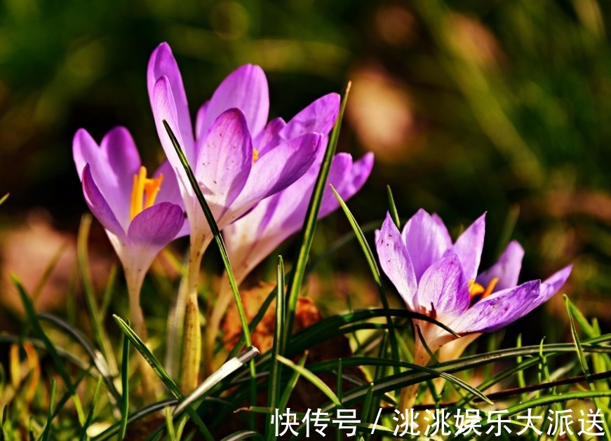 此花娇柔优雅,芳香四溢,是著名的珍贵中药材,代表着青春和祝福