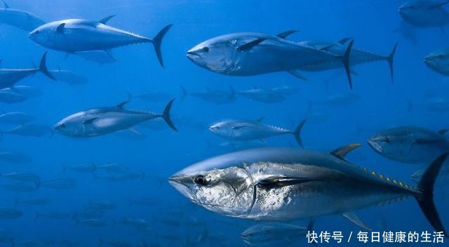 蓝龙虾|4种极品海鲜,味道极致鲜美,价格昂贵吓人,一般人还是看看就好