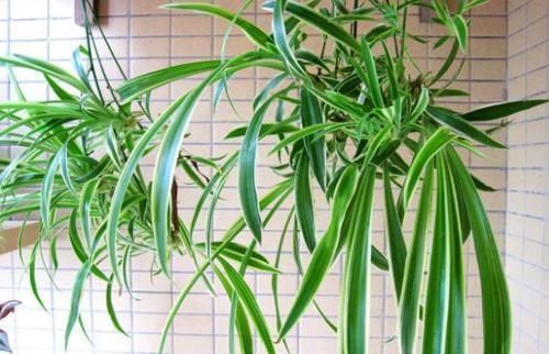 好处|家庭常备的小苏打:这么养花,好处多多,现在知道也不晚!