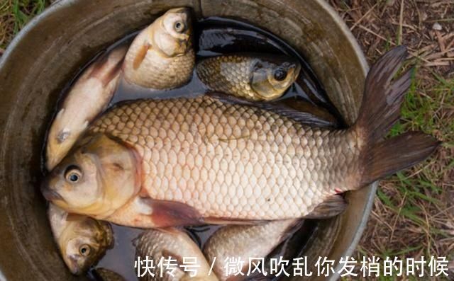 打窝器|这样打窝钓鲫鱼,一会就发窝,下竿就中鱼,到天黑都停不下来