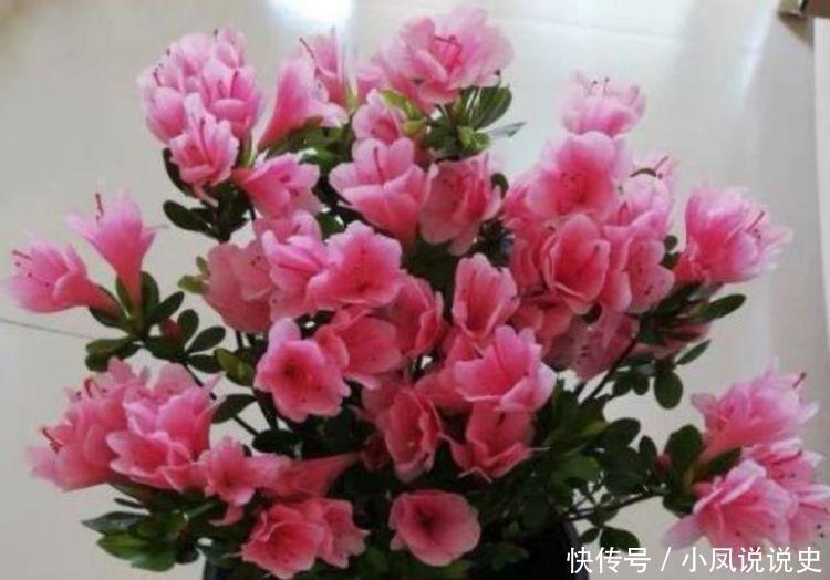 光照|几种花卉好养易活，比绿萝好养，比兰花更美，花开香气满屋