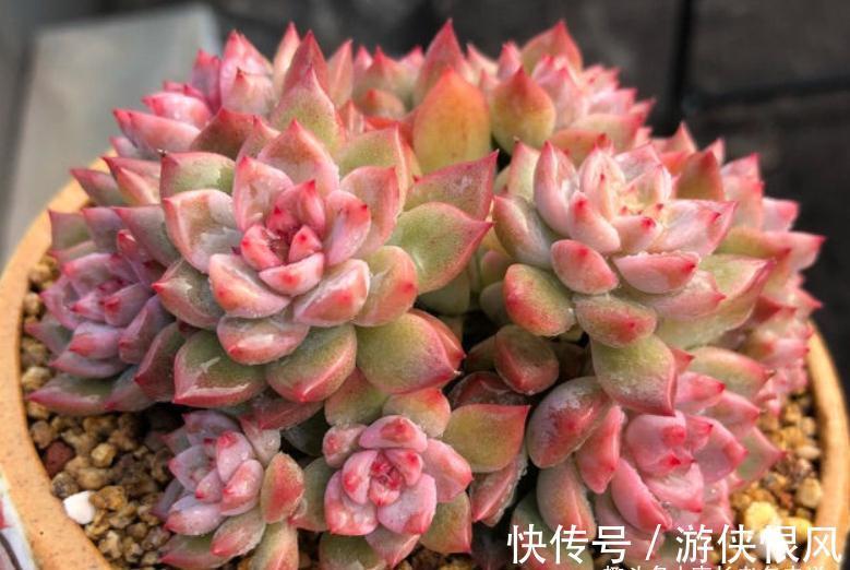 霜降说霜花,霜叶红于二月花——易红易爆盆的多肉霜花,养过否?