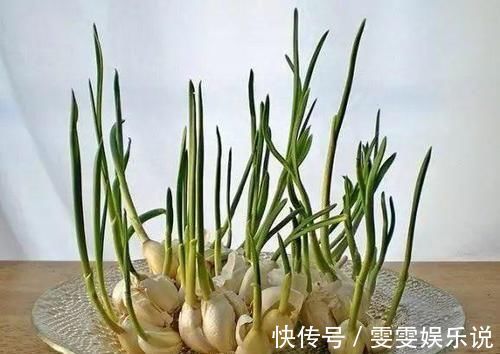 阳台上|一个芋头芽,埋在花盆里,10天长成大盆景,比龟背竹还漂亮