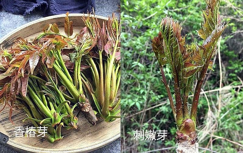 这7对“双胞胎”野菜，很多人傻傻分不清，你认识哪几种？