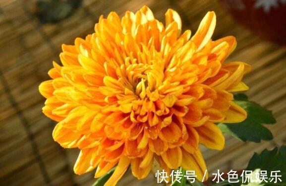 佳品|4种花卉，淡雅婉约，整个夏天都在开，繁殖快花色艳，是盆栽佳品