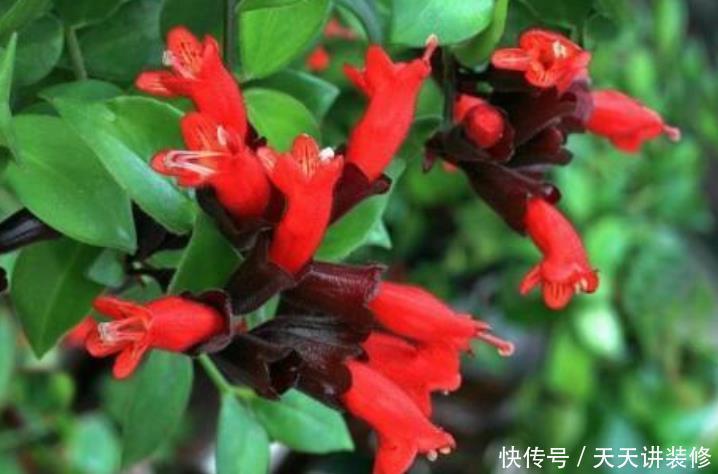 4种花现在养刚刚好,有阳光就爆盆,给点水就疯长,太好养