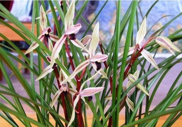 如何让兰花根壮做好这3点养护，兰花根壮叶茂花香浓郁！