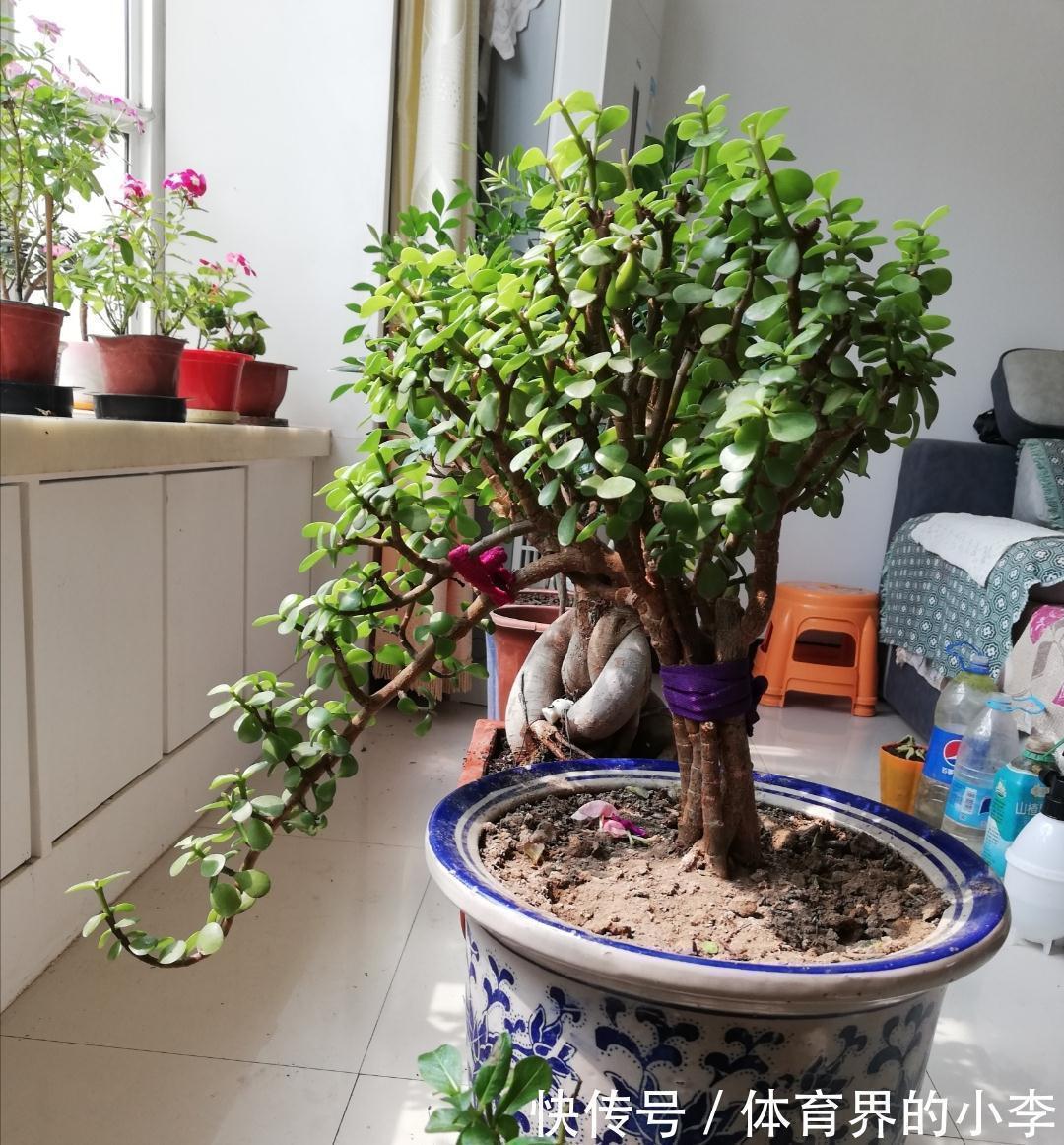 三元复合肥|金枝玉叶长势差,土里埋“三废料”,新枝咕噜蹿,养成繁花小老桩