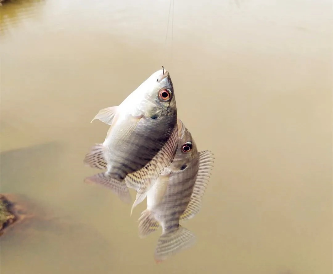 野钓高手:寒冬钓鲫鱼,加这几种材料,鲫鱼比夏天都好钓