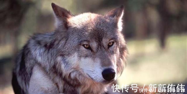 苏东坡!上联:“良犬如狼失点狠”, 苏东坡试对的下联太经典