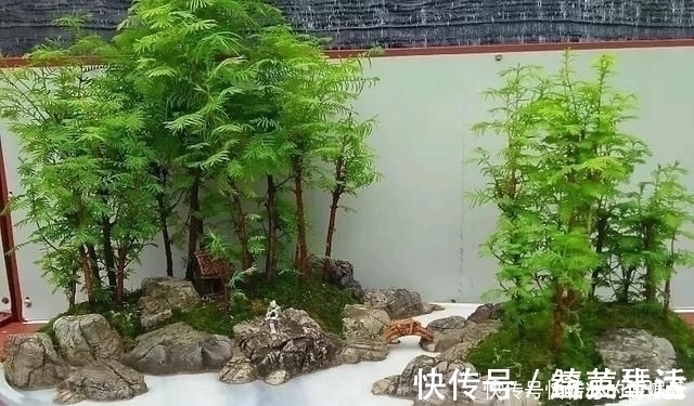 盆景|用石头盘子来养花，变成小盆景，价值能翻好几倍