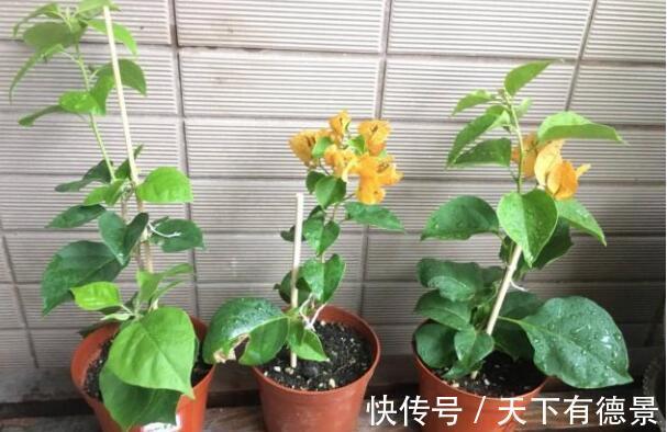 绿萝|一场秋雨一场寒，秋雨后适合扦插6种花，爱生根，爱生长