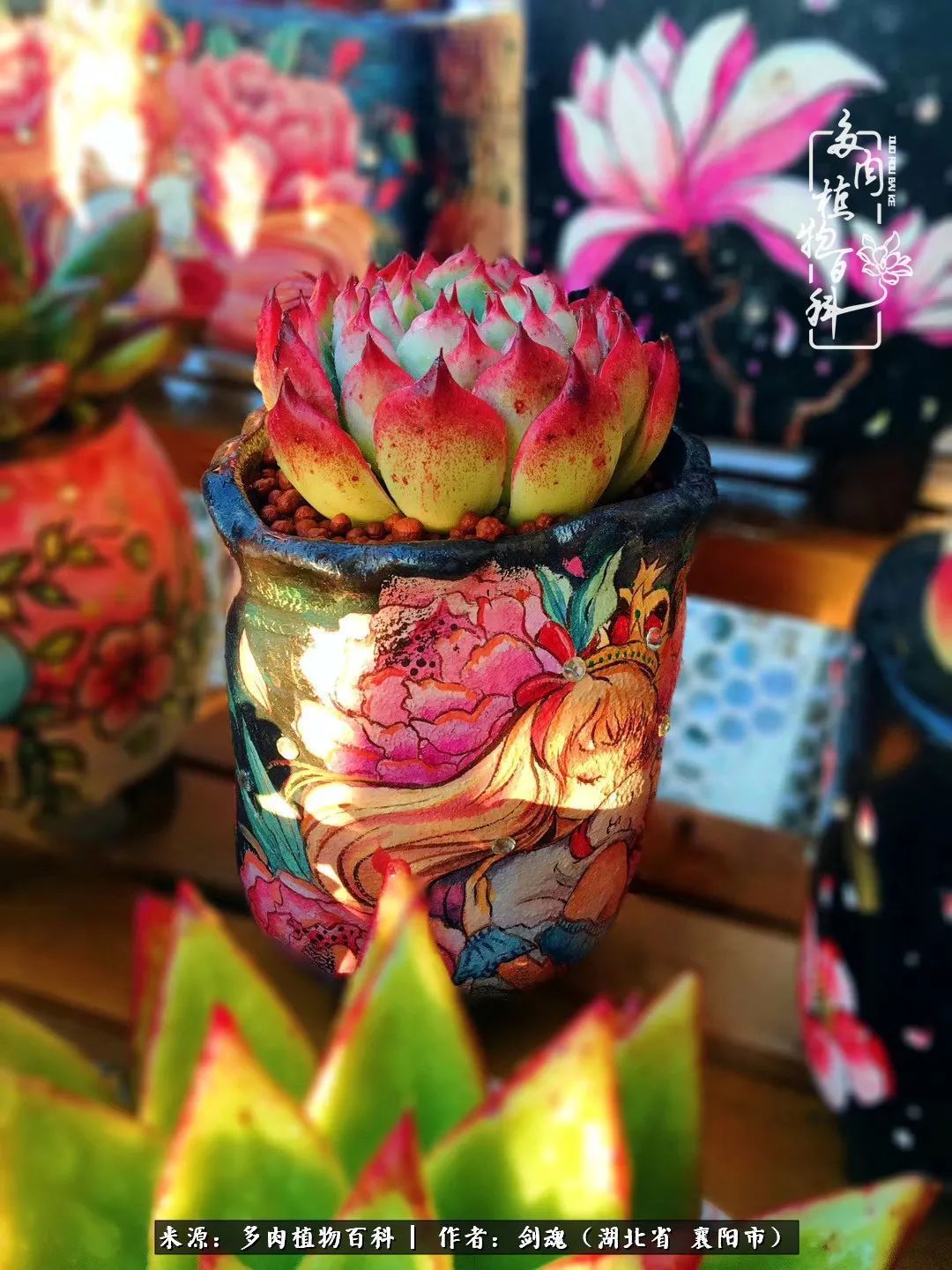 花盆|当美丽的多肉邂逅漂亮的手绘花盆,会是怎样的一种美