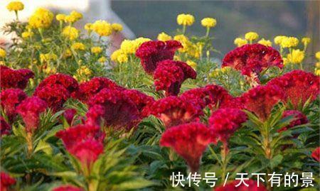家养|鸡冠花有毒吗能在室内养吗,想不到家养鸡冠花还有这么多好处
