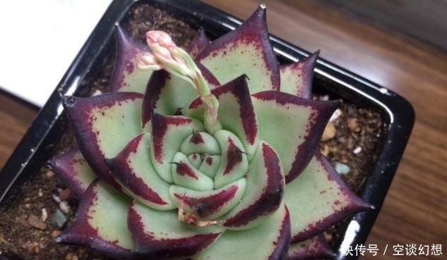 这几种多肉最贵的可以达到上万元，你家有几款