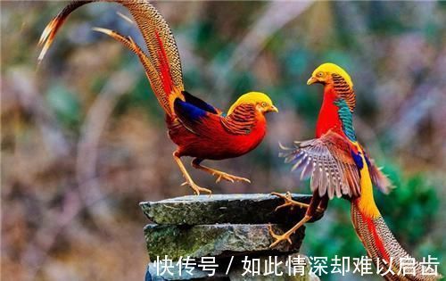 拉丁文|美国国鸟是鹰,法国的是雄鸡,中国的国鸟是什么?很多人都答错了