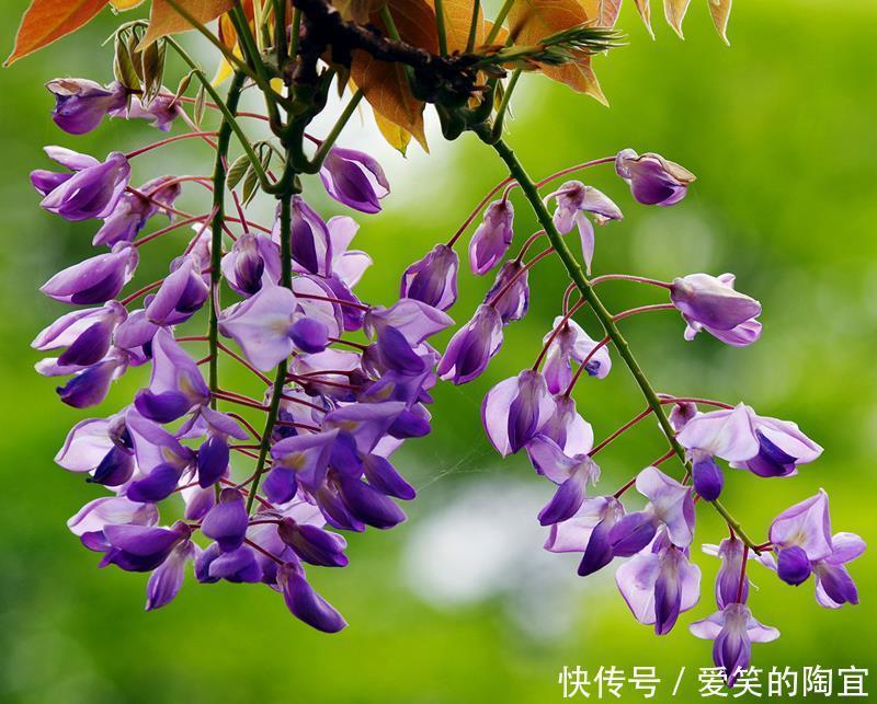 光照|紫藤花花开过后,记得修剪一下,注意这些点