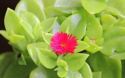 4种花养了就爆盆,好养易活开花漂亮,花美色艳,花儿轻松开爆盆