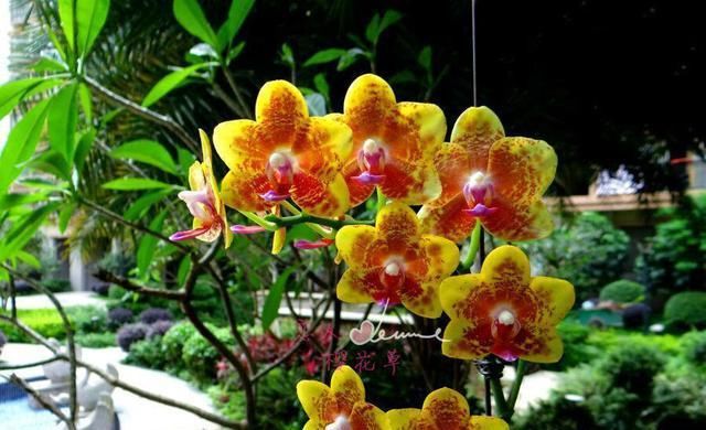 耐阴的吉祥兰,花开奇特,还有顶级的香味