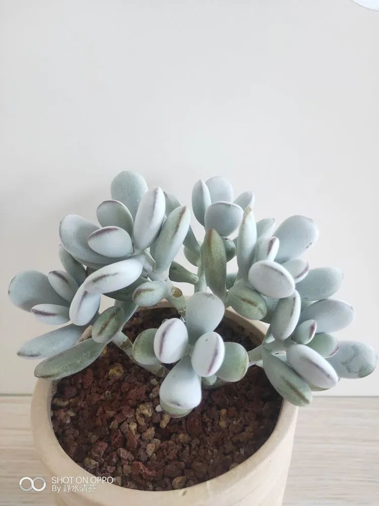 状态一般的多肉们，在我这儿已经是最美的存在了！