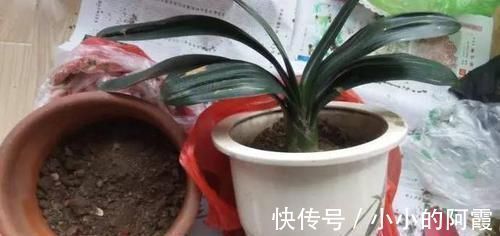 紫砂|君子兰换盆之后有几个注意事项,做好就省下了“缓苗”