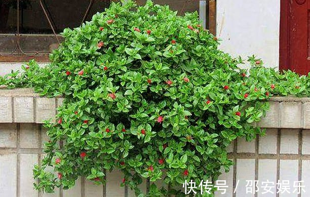 盆栽|最“好吃”的开花盆栽,花可赏叶可吃,扔阳台就爆盆,想吃就摘