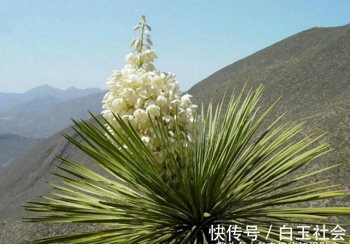 芦荟|10种最耐寒的多肉植物,零下了都不会死,新手就养它们吧